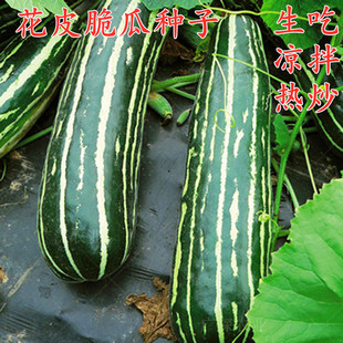 花皮脆瓜种子梢瓜种籽一窝蜂菜瓜早熟不苦水瓜四季庭院阳台高产