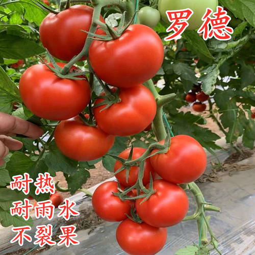 红果西红柿种子石头番茄种籽硬果耐热耐雨水番茄苗子嫁接秧苗罗德
