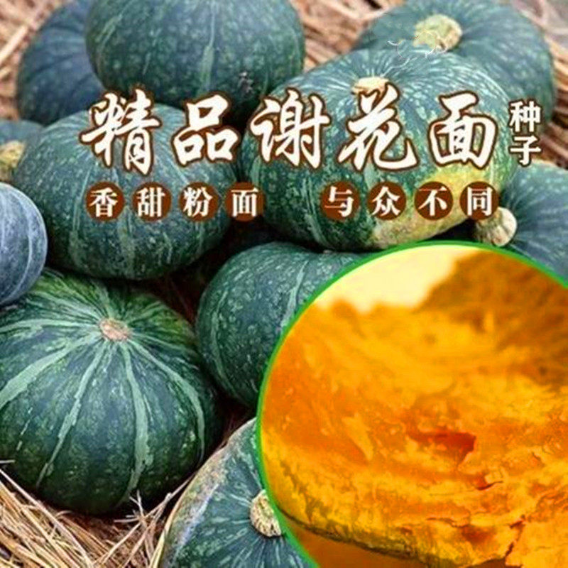 谢花面落花面南瓜种子东北倭瓜窝瓜种籽粉面甜四季蔬菜庭院高产