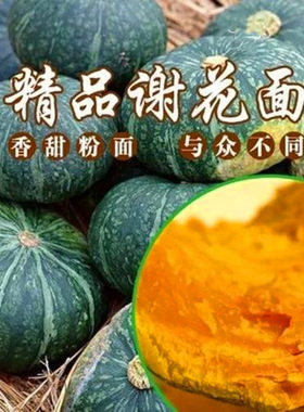 谢花面东北四季庭院包邮南瓜种子
