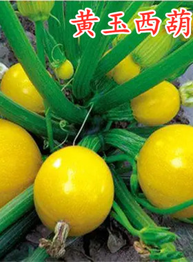 黄色圆形迷你小西葫芦种子特色西葫芦种籽金珠观赏食用包邮黄玉