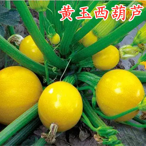黄色圆形迷你小西葫芦种子特色西葫芦种籽金珠观赏食用包邮黄玉