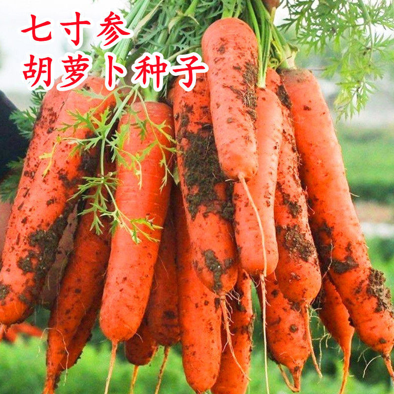 七寸参胡萝卜种子水果萝卜种籽红芯红心高产脆甜四季蔬菜庭院高产