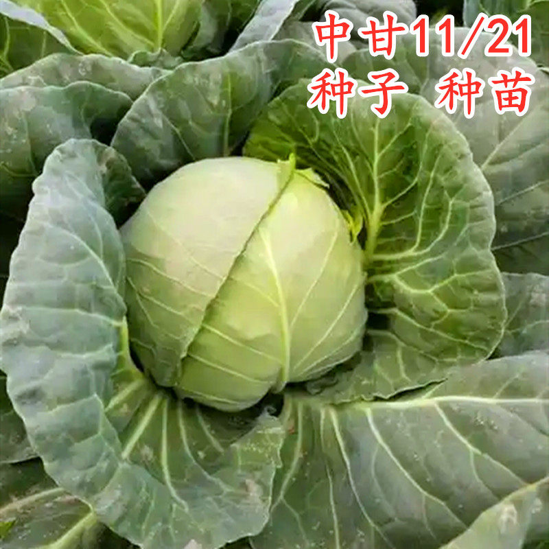 甘蓝种子甘蓝苗子大头菜包菜种籽种苗莲花白四季蔬菜庭院中甘1121