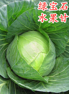 甘蓝种子甘蓝苗子包菜种籽绿色包心菜黄心莲花白四季蔬菜绿宝石