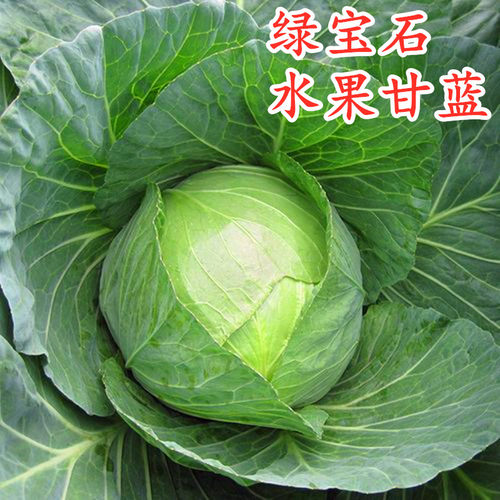 莲花白口感包邮绿宝石甘蓝种子