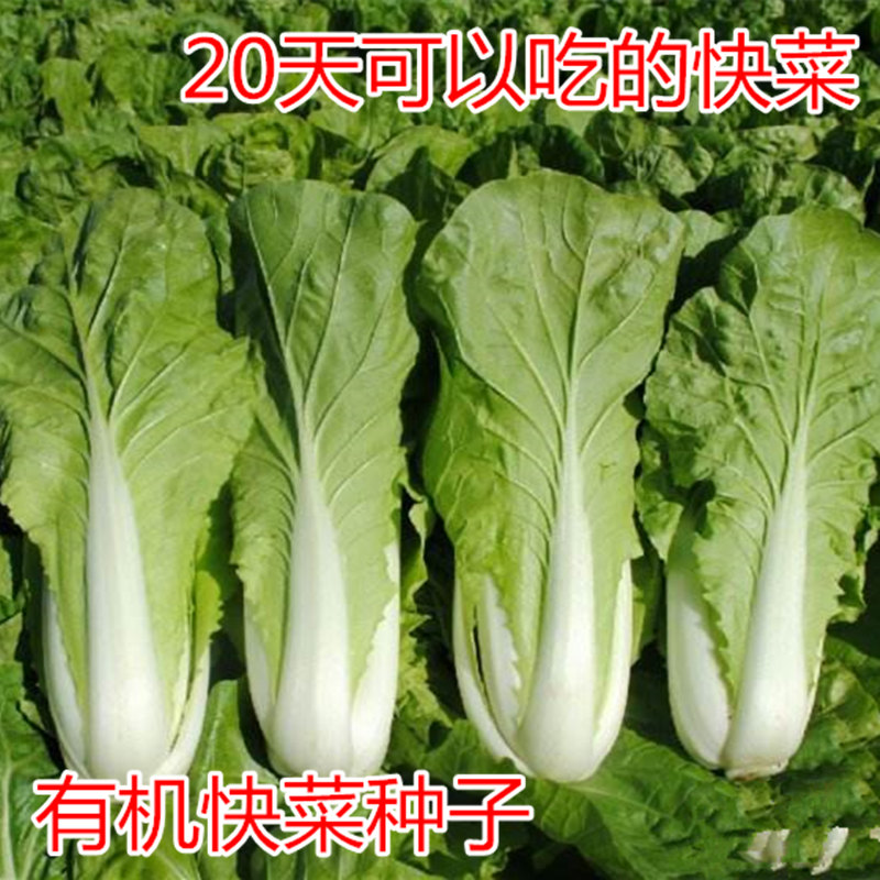 快菜种子早熟小白菜种籽蔬菜种子黄芯青菜四季阳台盆栽高产包邮