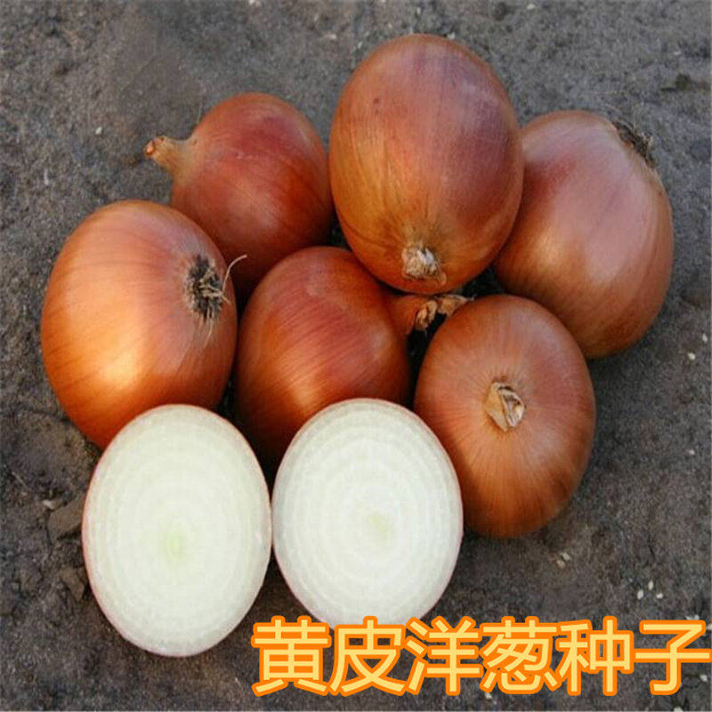 黄皮洋葱种子金皮圆葱种籽早熟抗病高产四季蔬菜大面积庭院包邮