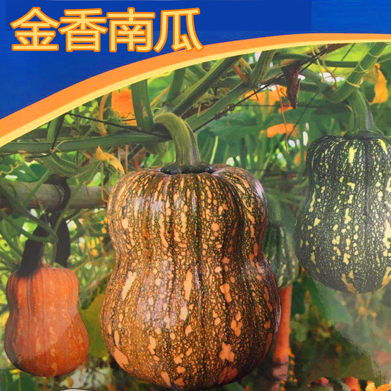 金香南瓜种子板栗味南瓜种籽甜面糯礼品小南瓜四季蔬菜庭院包邮,农用物资,蔬菜种子/种苗,淘宝优惠券,粉丝福利购,淘宝优惠卷