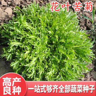 花叶苦苣种子碎叶苦菊种籽四季蔬菜生菜败火清口四季保健菜包邮