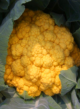 金色花菜种子黄色花椰菜种籽菜花稀有特色蔬菜品种四季高产包邮