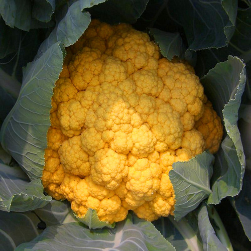 金色花菜种子黄色花椰菜种籽菜花稀有特色蔬菜品种四季高产包邮 - 封面