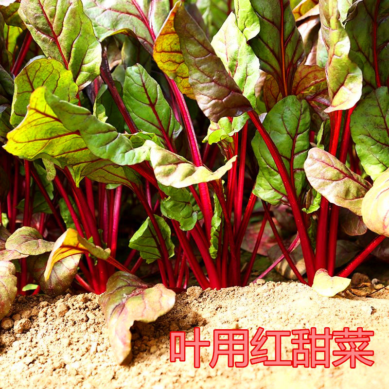 红叶甜菜种籽叶用紫红甜菜种籽红牛皮菜特色保健蔬菜四季高产包邮