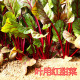 包邮 红叶甜菜种籽叶用紫红甜菜种籽红牛皮菜特色保健蔬菜四季 高产