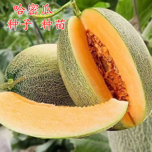哈密瓜网纹瓜甜瓜香瓜种子种苗