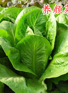 美侬养颜菜种子 瘦身菜种籽 特色养生保健菜蔬菜叶菜种籽四季包邮