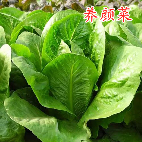 美侬养颜菜种子 瘦身菜种籽 特色养生保健菜蔬菜叶菜种籽四季包邮