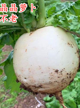 大白圆萝卜种子四川春不老萝卜种籽四季白皮圆形水果萝卜蔬菜包邮