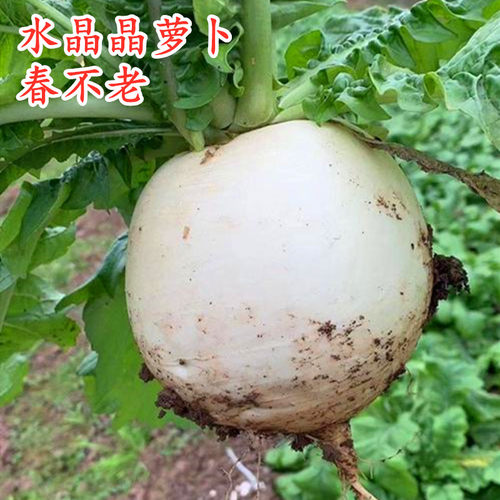 大白圆萝卜种子四川春不老萝卜种籽四季白皮圆形水果萝卜蔬菜包邮
