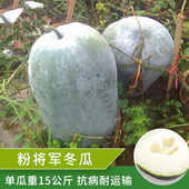 粉将军 包邮 粉皮冬瓜种子巨型特大切片冬瓜种籽高产蔬菜四季 庭院
