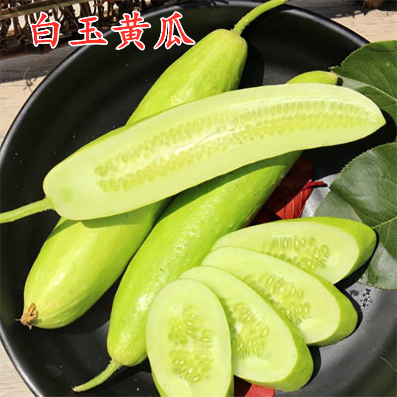 白玉旱黄瓜水果黄瓜种子图片