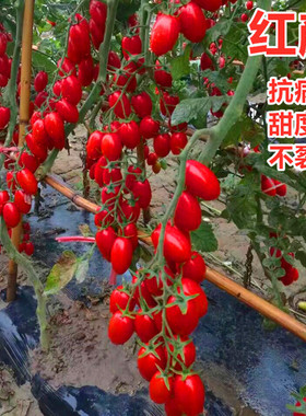 红色樱桃番茄种子特色圣女果种籽种苗四季蔬菜抗病高产包邮红颜