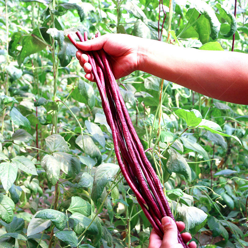 特长春秋红豇豆种子紫色豆角种籽四季豆架豆早熟长豆角高产包邮