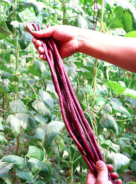 特长春秋红豇豆种子紫色豆角种籽四季豆架豆早熟长豆角高产包邮