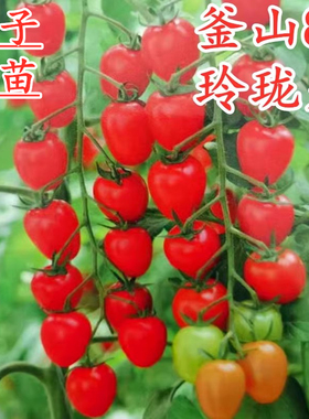 釜山88小番茄种子玲珑果樱桃番茄种籽番茄苗子红色圣女果蔬菜包邮