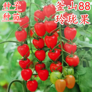 釜山88小番茄种子玲珑果樱桃番茄种籽番茄苗子红色圣女果蔬菜 包邮