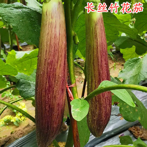 花茄子种子长茄种籽花皮糯茄面包茄紫红花皮茄长丝茄子蔬菜包邮