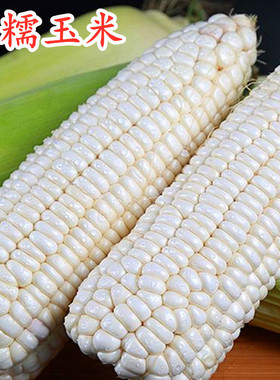 银香糯玉米种子粘玉米种籽白色水果玉米软糯超甜四季蔬菜高产包邮