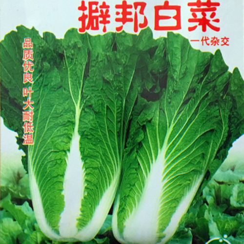 东北种籽耐寒早熟大叶包邮白菜