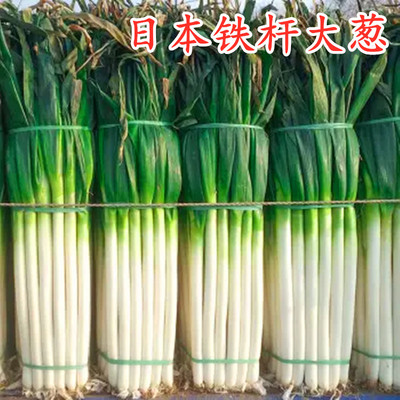日本铁杆进口紧实产量高大葱种子