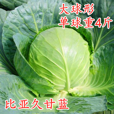 比亚久四季大球形甘蓝种子