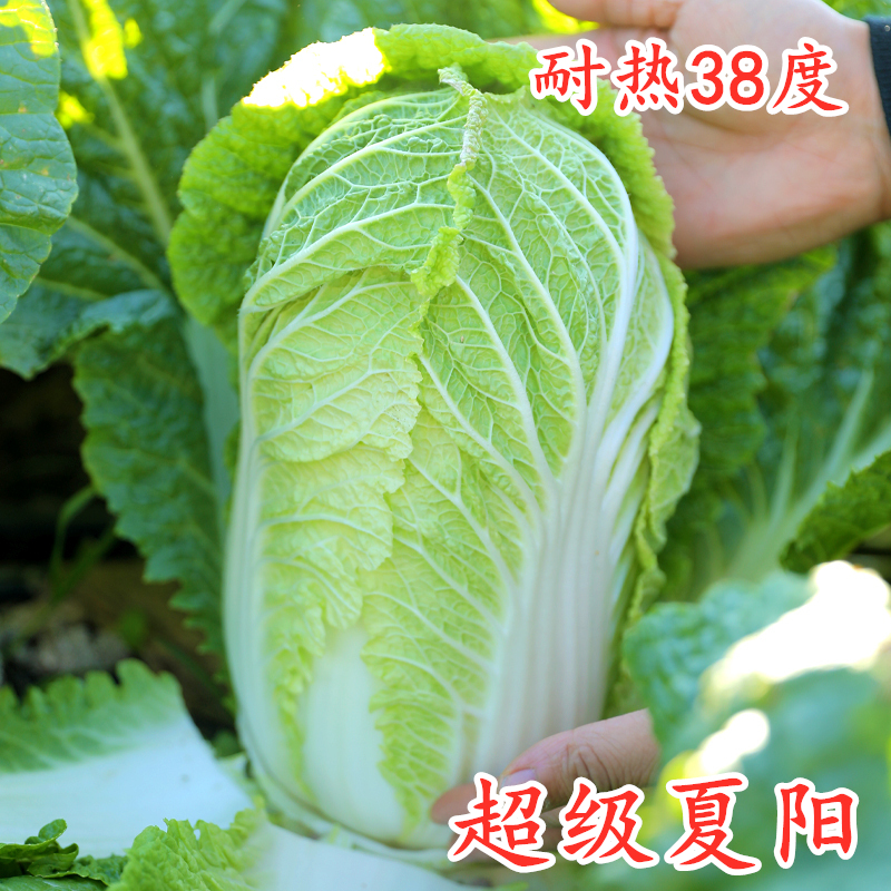 超级夏阳38度抗热四季包邮白菜