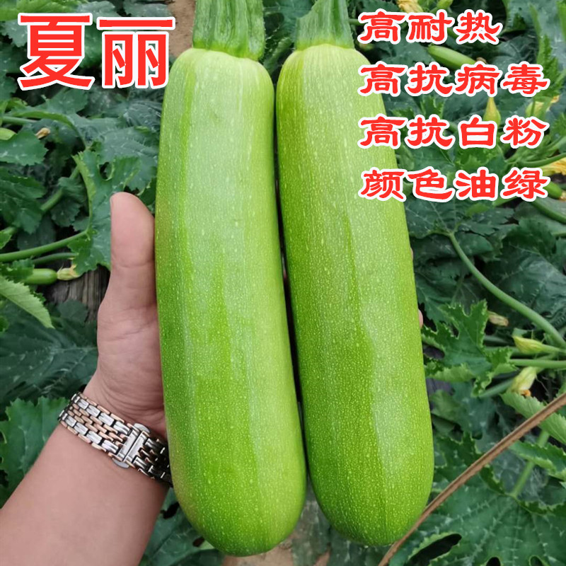 西葫芦种子耐热角瓜种籽早春越夏油绿抗病毒抗白粉产量高包邮夏丽