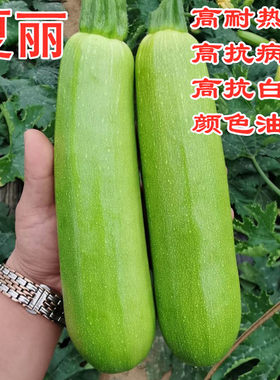 抗病毒白粉包邮夏丽西葫芦种子
