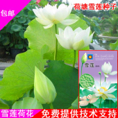 包邮 荷花种子莲藕种子雪莲种水培碗莲种籽食用四季 蔬菜种子阳台