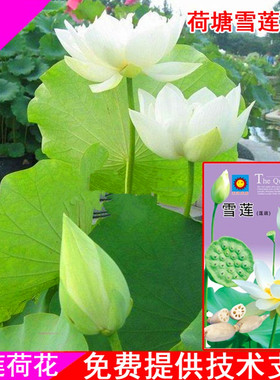 荷花种子莲藕种子雪莲种水培碗莲种籽食用四季蔬菜种子阳台包邮