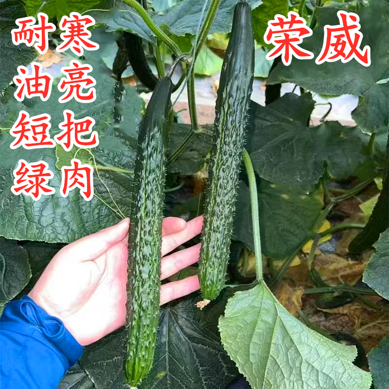 短把油亮绿肉脆甜黄瓜种子嫁接苗