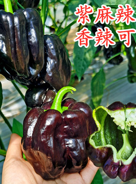 紫色麻辣椒种子特色蔬菜紫红色辣椒种籽花青素方椒薄皮椒香辣包邮