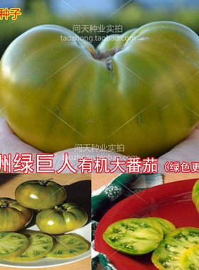 传家宝绿巨人大番茄种子绿色西红柿种籽贼不偷四季蔬菜庭院包邮