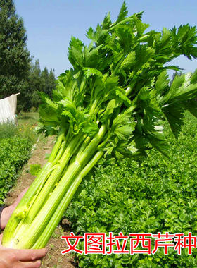 进口文图拉耐寒抗病包邮芹菜种子