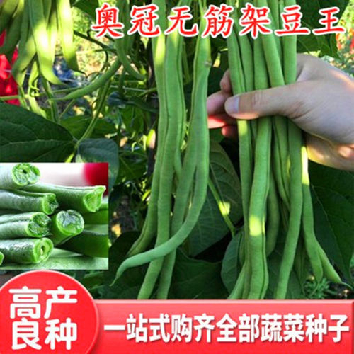 无筋架豆王四季豆无筋豆种子
