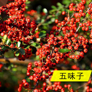 五味子种子面藤山花椒种籽北五味子中药草药材种子四季蔬菜籽包邮