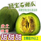 包邮 绿宝甜瓜种子绿宝石甜瓜种籽绿皮绿肉薄皮香瓜四季 水果高产