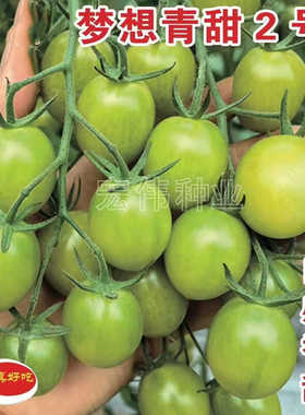青甜2号绿色樱桃番茄种子青霞99小圣女果种籽青口密蔬菜种籽种苗