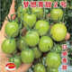 青甜2号绿色樱桃番茄种子青霞99小圣女果种籽青口密蔬菜种籽种苗