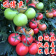 番茄种子西红柿种籽番茄苗耐热粉红大果不裂果四季 蔬菜秧苗巴博萨